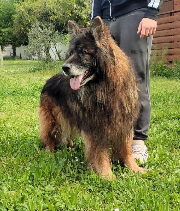 ELVIS PASTORE TEDESCO Foto 2